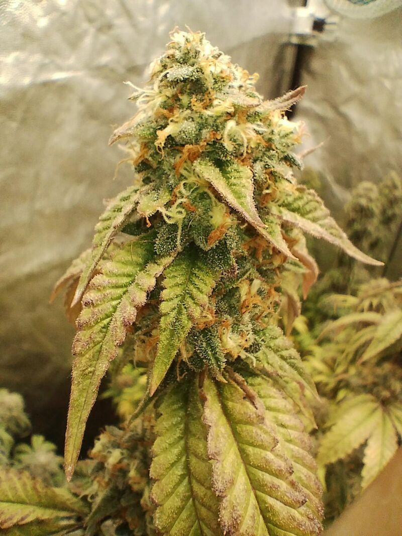 Milky Dreams, Фасовка: 3, изображение 3